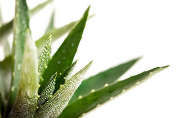 Aloe