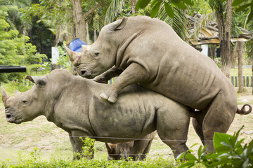 Rhinoceros Mating in Khao Kheow Open Zoo, Chonburi, Thailand