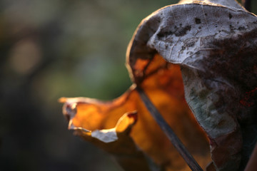isolated dead leaf in fall season
