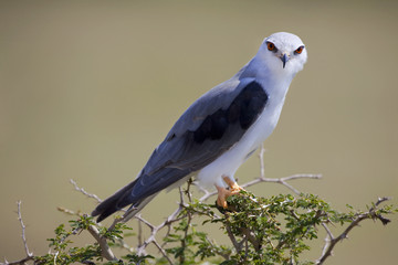 Black-shouldered Kite 8312