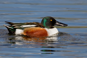 Northern Shoveler (Anas clypeata)