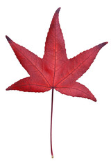 einzelnes Herbstblatt