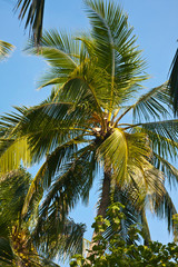 Fototapeta premium Maldive