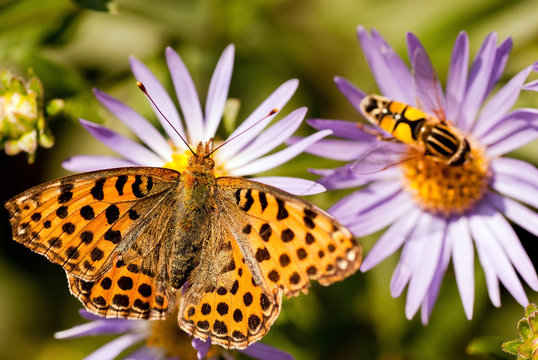 Argynnis Pandora