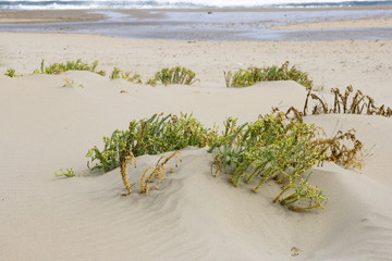 Plantas en la duna