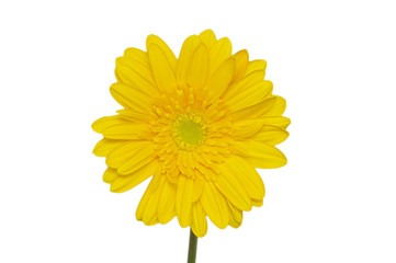 Yellow daisy flower isolated on white