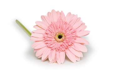 Pink gerbera flower. Isolated on white