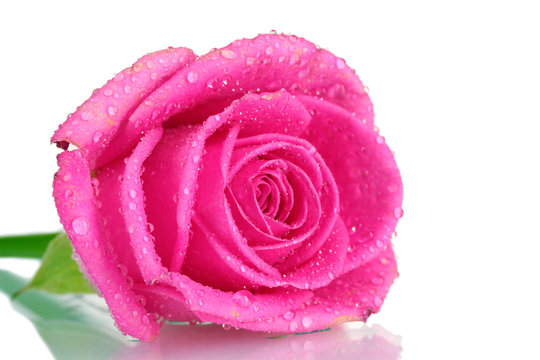 Pink rose with water droplets on white background