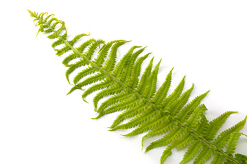 green fern leaf