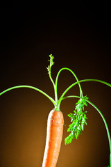a carrot on an orange background.