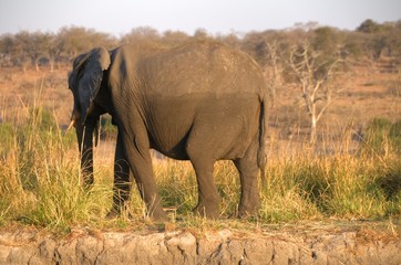 Naklejka na ściany i meble African Elephant