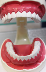 Teeth model