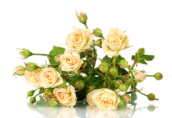 Obraz na płótnie Canvas Small roses isolated on white