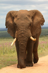 Fototapeta na wymiar Elfant südafrika Addo Elephant Park Narodowy elfenbein