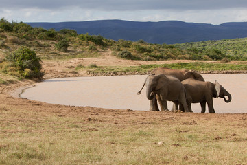 Elefanten herde wasser national park afrika addo