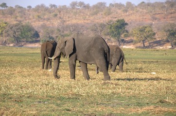 Obraz premium Słoń afrykański