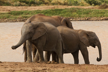 elefanten familie herde afrika garden route national park