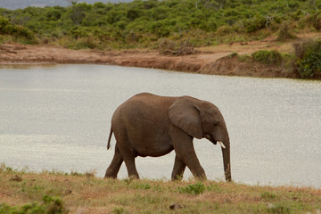 Naklejka na ściany i meble elefant jungtier wasser park narodowy ogród trasy Południowej Afryki