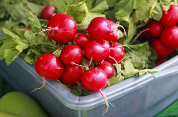 container of radishes