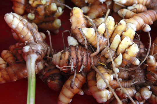 kencur roots