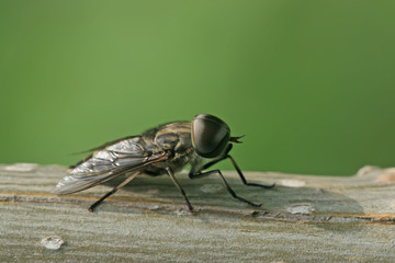flies insects
