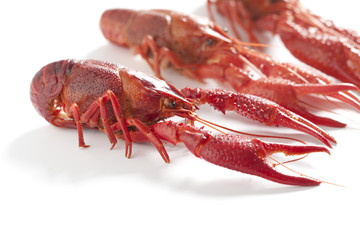 Cooked freshwater crayfishes