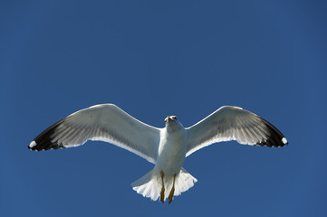 Seagull on Blue Sky Gliding in Wind