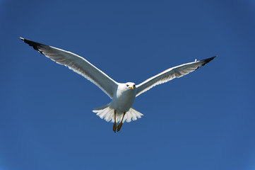 Fototapeta na wymiar Seagull on Blue Sky Gliding in Wind