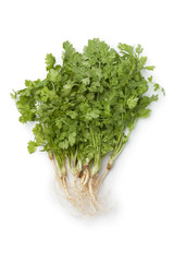 Fresh cilantro with roots