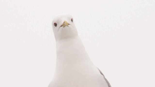 m&ouml;we