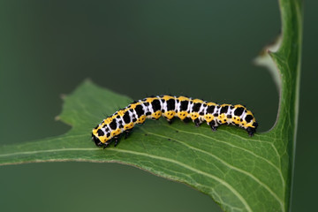 butterfly larva - caterpillar