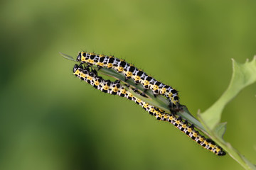 butterfly larva - caterpillar