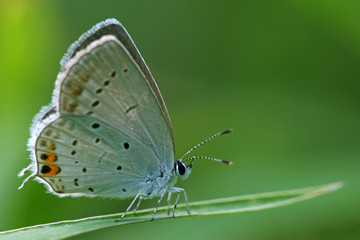 Obraz premium blue gray butterfly on the grass