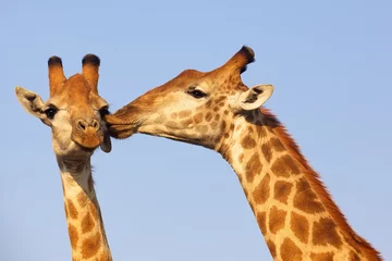 Gordijnen Girafpaar © David_Steele