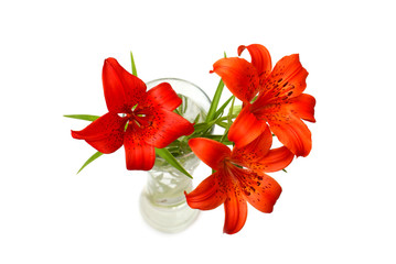 Red lilies (Lilium pensylvanicum)