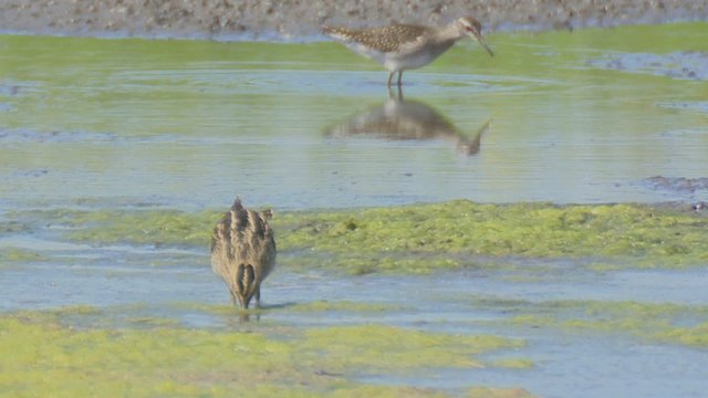 k&uuml;stenv&ouml;gel