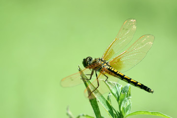 beautiful dragonflies