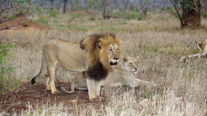 Lion Couple
