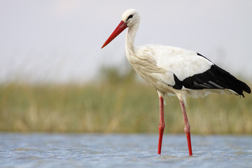 white stork