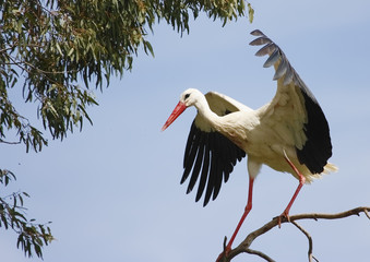white stork