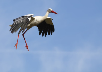white stork