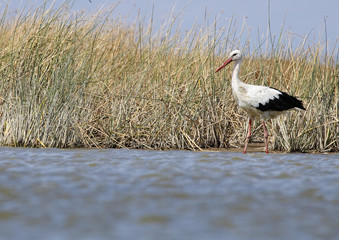 white stork