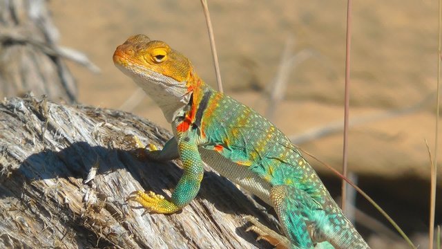 Collared Lizard, Arizona, USA