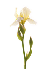 Single white Iris