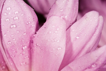 Raindrops On Pink Flower