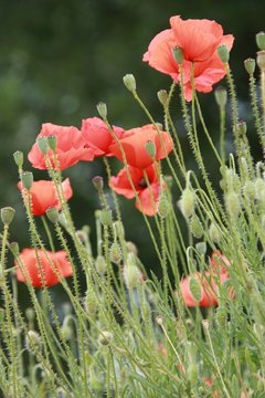 fleurs, flowers, blumen, flores, nature, beaut&eacute;