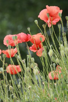 fleurs, flowers, blumen, flores, nature, beaut&eacute;