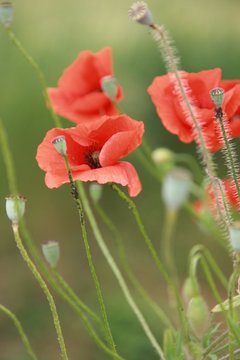 fleurs, flowers, blumen, flores, nature, beaut&eacute;