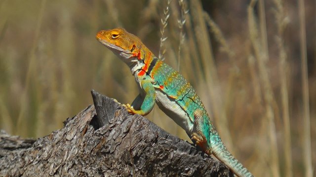 Collared Lizard, Arizona, USA