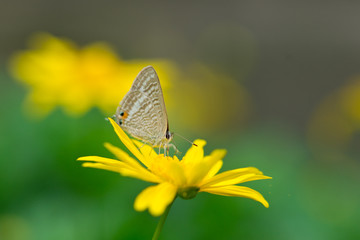 Butterfly on yellow daisy